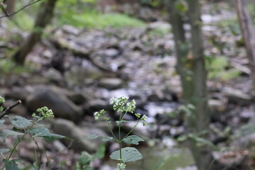 A close-up of a white wildflower in a forest sitting over a rocky creek.