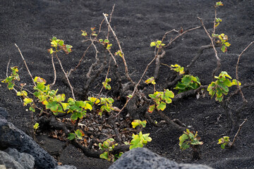 Vineyards in the black lava ground with a growing grapes of La Geria, Lanzarote Island.