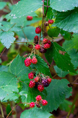 Obraz premium A close-up view of a bunch of unripe, bright red blackberries against a backdrop of vibrant green leaves in a forest