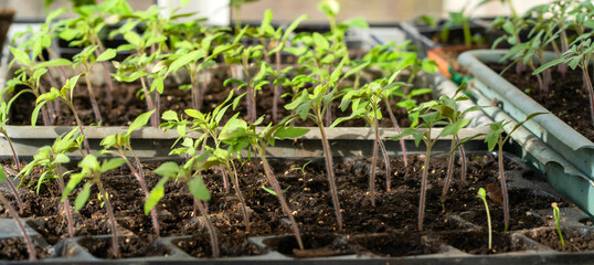 Plant sprouts in a greenhouse, prepared for seedlings for the garden