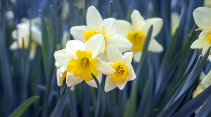Daffodils flowers grow in a beautiful garden.
