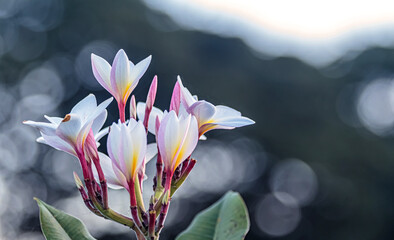 The trumpet tree blossoms softly, sparkling with pink and white petals.