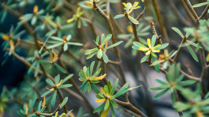 A bushes of Euphorbia balsamifera, exotic plants with green leaves.