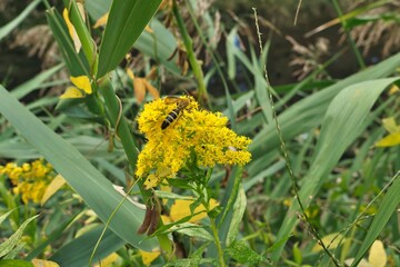 セイタカアワダチソウとミツバチ