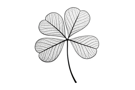 Three leaf clover with intricate pattern isolated on transparent background - Powered by Adobe
