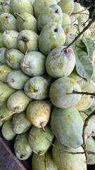 Fresh Green Guavas Piled in Bunches on Tree Branches in Natural Setting