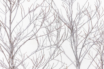 winter bare branches on white background