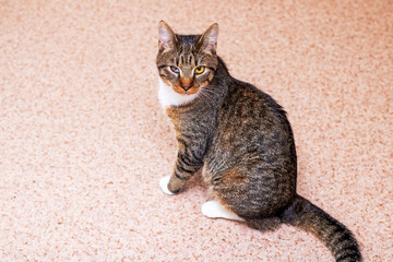 Cozy cat perched quietly indoors, Contented tabby observing room details peacefully