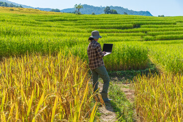 Woman farmer using a laptop standing in a green and golden rice terrace. Concept of smart farming, modern agriculture, and technology.