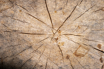 Analyzing aged timber surface patterns, Examination of weathered wood with growth rings and cracks