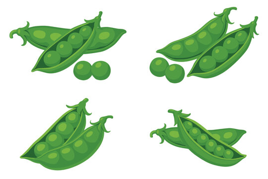Green peas isolated on white background. Vector eps 10	