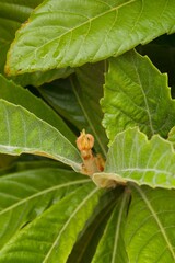 Plant list 2025 - Rhaphiolepis bibas (Japanese Loquat Leaves)