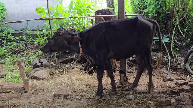 A young domestic water buffalo calf, a source of rich milk for dairy products, stands in a wooded area, flicking its ears to ward off flies by tail while a rope rests around its neck.