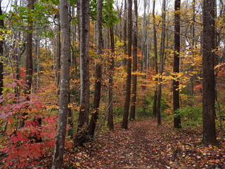 fall foliage in forest