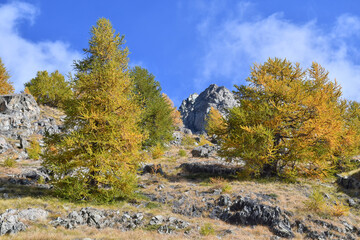 Foliage in valle d'Aosta
