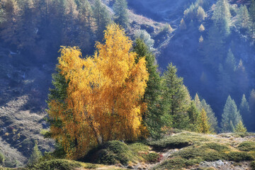 Paesaggio autunnale montano con foreste colorate e alte vette tra le nuvole