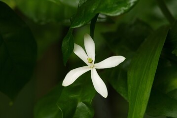 Plant list 2025 - Humbertioturraea maculata (Madagascar Flower)