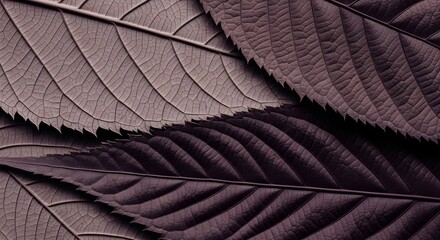 Detailed macro photograph of dark purple and brown overlapping leaves texture background