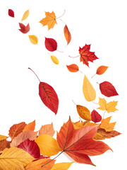 Fototapeta premium Beautiful autumn leaves in shades of red, orange, and yellow are gently falling and accumulating, isolated on a transparent background.