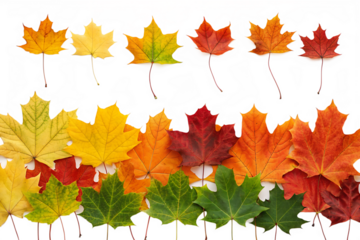 Colorful autumn maple leaves in green, yellow, orange, and red hues are isolated and gently scattered, ready for use on any transparent background.