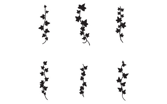 Elegant Ivy Vine Silhouette Collection for Creative Design Projects and Botanical Illustrations Perfect for Wedding Invitations and Nature Themed Graphics