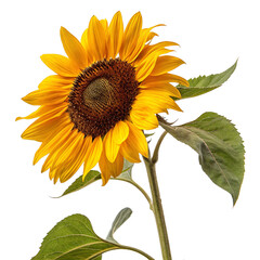 Fototapeta premium sunflower isolated on white