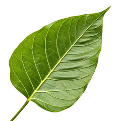 Obraz premium green leaf isolated on white