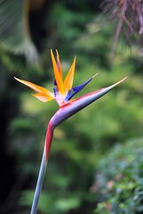 Obraz premium bird of paradise flower