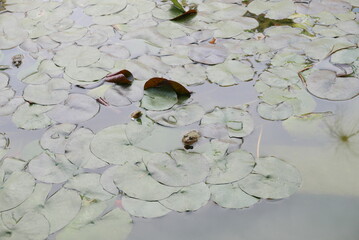 grenouilles au milieu des n&eacute;nuphars