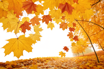 Vibrant yellow and orange maple leaves fall gracefully, creating a stunning autumn display, perfectly isolated on a transparent background for creative projects.