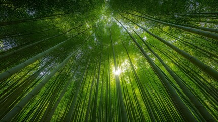 "Lush Bamboo Forest Wonderland, Secluded Emerald Bamboo Grove, Serene Asian Zen Landscape, Healing Nature Photography"