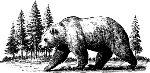 Naklejka premium Majestic bear walking through pine forest clearing illustration