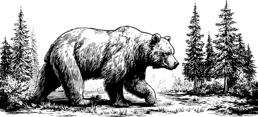 Naklejka premium Majestic bear walking in pine forest clearing - nature, wildlife, adventure