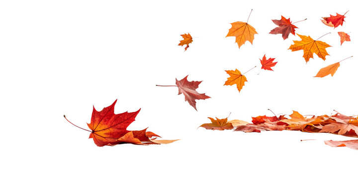 Vibrant red and orange autumn maple leaves are beautifully falling, blowing, and scattered across the ground, isolated on a transparent background.