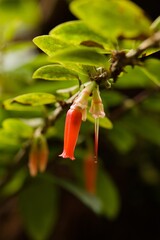 Plant list 2025 - Sphyrospermum ellipticum (Red Bellflower)