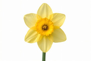 Yellow daffodil, spring bloom, isolated, white background, greeting card
