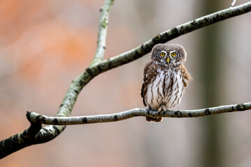 Eurasian Pygmy Owl, Glaucidium passerinum