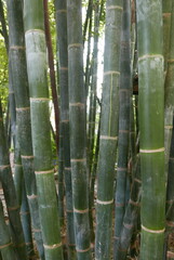 bambous