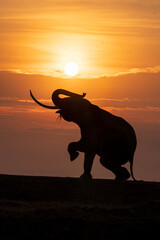Silhouette of an elephant standing on two legs
