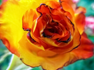 A vibrant close-up captures the beauty of a Tequila Gold rose, showcasing its unique blend of yellow and orange hues. The delicate petals create a captivating floral display