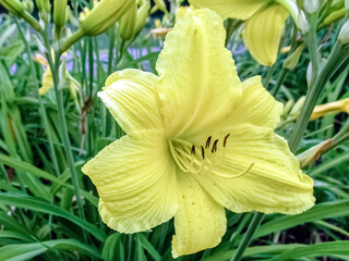 Fototapeta premium Brilliant, textured petals of a yellow daylily, framed by verdant foliage and unopened buds, close-up. The delicate curves of the stamen and pistil add to the flower's inherent elegance and charm
