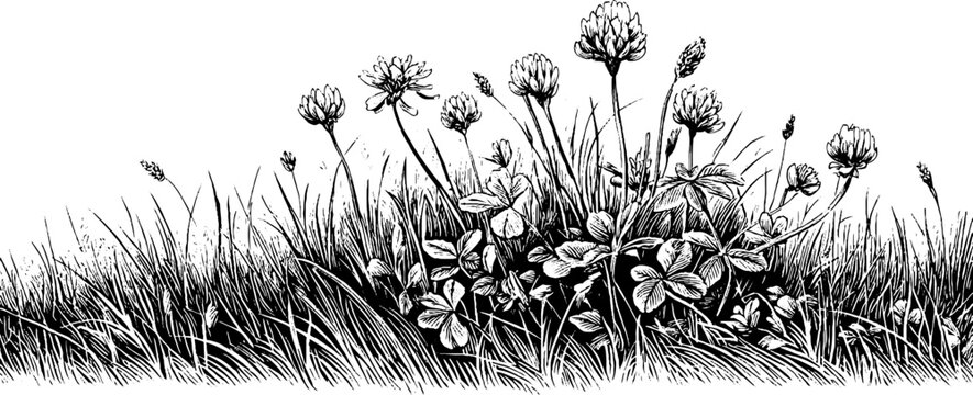 Vintage engraving of clover and grass stems with blooms for retro design and decor
