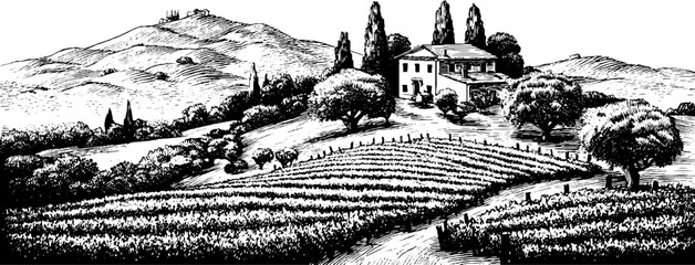 Fototapeta premium Vintage engraved landscape of tuscan vineyard with hills for retro design