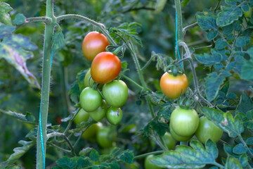 Turkey Antalya agriculture, tomatoes greenhouse, tomatoes field