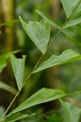 Plant list 2025 - Caryota mitis (Fishtail Palm)