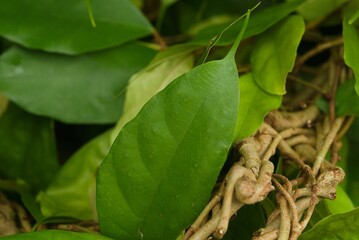 Plant list 2025 - Begonia sp. (Begonia)