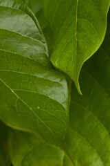 Plant list 2025 - Theobroma cacao (Cacao Tree/Cocoa Tree)