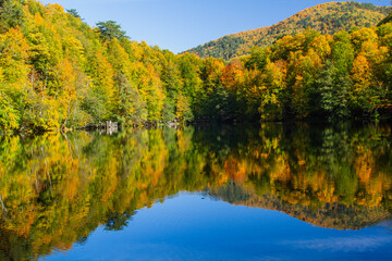 
reflection of trees in the lake