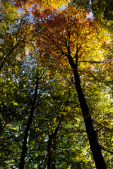 With the arrival of autumn, the trees change colors between yellow, orange, red and green.