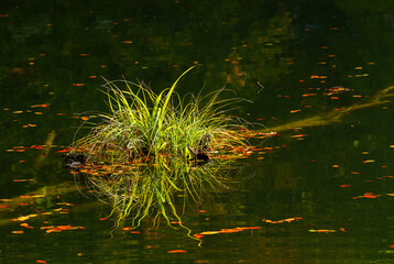 beautiful flower reflection in the lake
